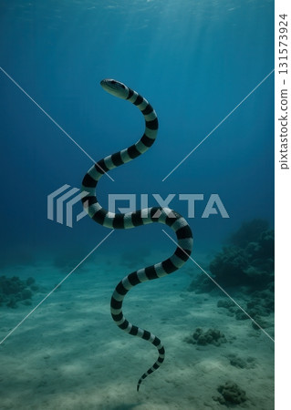 Banded sea krait swimming gracefully underwater in clear blue ocean 131573924