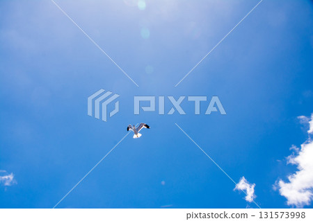 Seagulls flying gracefully under the blue sky and bright sunshine on Fuerteventura in the Canary Islands 131573998