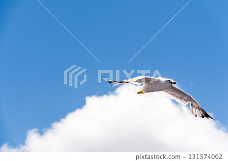 Seagulls flying gracefully under the blue sky and bright sunshine on Fuerteventura in the Canary Islands Seagulls flying gracefully under the blue sky and bright sunshine on Fuerteventura in the Canary Islands 131574002