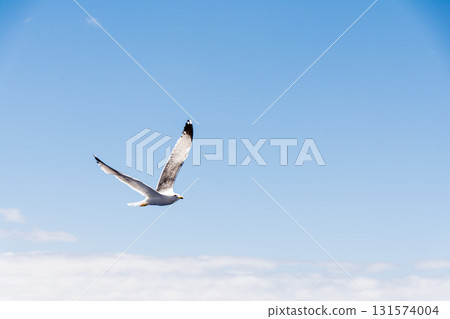 Seagulls flying gracefully under the blue sky and bright sunshine on Fuerteventura in the Canary Islands Seagulls flying gracefully under the blue sky and bright sunshine on Fuerteventura in the Canary Islands 131574004