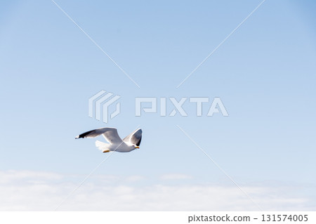 Seagulls flying gracefully under the blue sky and bright sunshine on Fuerteventura in the Canary Islands 131574005