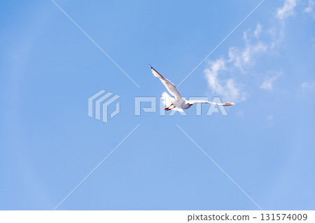 Seagulls flying gracefully under the blue sky and bright sunshine on Fuerteventura in the Canary Islands 131574009