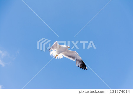 Seagulls flying gracefully under the blue sky and bright sunshine on Fuerteventura in the Canary Islands Seagulls flying gracefully under the blue sky and bright sunshine on Fuerteventura in the Canary Islands 131574014