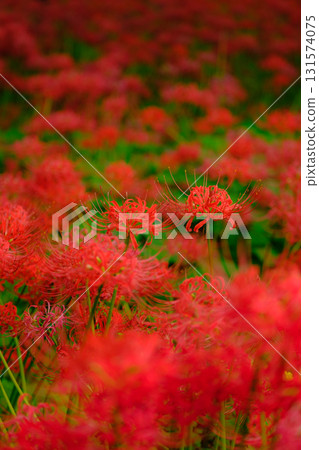 Full-bloomed spider lilies 131574075