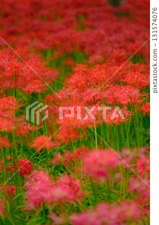 盛開的蜘蛛百合 盛開的蜘蛛百合 131574076