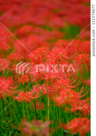 Full-bloomed spider lilies 131574077