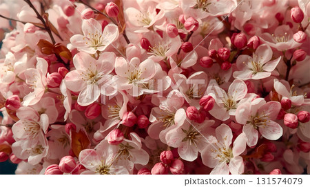 Close-up view of cherry blossoms (Prunus serrulata) in full bloom. The image features clusters of delicate pink petals with prominent yellow stamens against a blurred background. The blossoms, both op 131574079