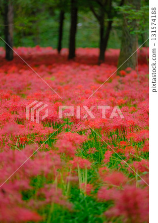 A cluster amaryllis of Drawstring Yanagi Saka Park 131574188