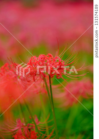 Full-bloomed spider lilies Full-bloomed spider lilies 131574189
