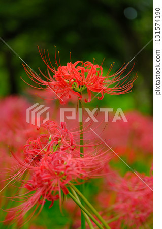 Full-bloomed spider lilies 131574190