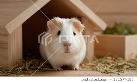 Cute and small guinea pig, curious pet, peeking and looking out from little wooden house. adorable rodent has gentle expression on its furry face 131574195
