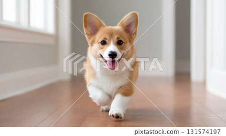 Happy, joyful Corgi dog running and walking towards camera in an indoor hallway. cute pet animal looks excited with big smile on polished wooden floor Happy, joyful Corgi dog running and walking towards camera in an indoor hallway. cute pet animal looks excited with big smile on polished wooden floor 131574197