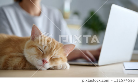 Calm ginger cat sleeping on desk near person working from home office with laptop. cozy, adorable pet provides peaceful company for remote worker Calm ginger cat sleeping on desk near person working from home office with laptop. cozy, adorable pet provides peaceful company for remote worker 131574586