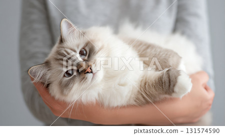 Relaxed Ragdoll cat going limp with contentment in person arms. fluffy feline with blue eyes shows pure trust and affection, held gently by its owner indoors 131574590