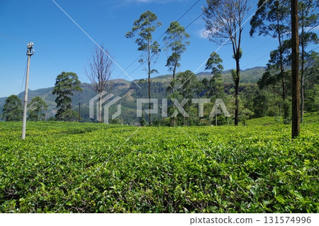 Bluefields Tea Factory, Nuwara Eliya, Sri Lanka Bluefields Tea Factory, Nuwara Eliya, Sri Lanka 131574996