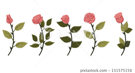Set of dusty pink roses. Two flowers on each of five stems. Vector illustration on white background. Set of dusty pink roses. Two flowers on each of five stems. Vector illustration on white background. 131575158