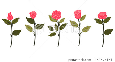Set of bright pink roses. Five flowers on straight even stems. Vector illustration isolated on white background. 131575161