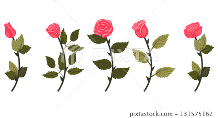 Set of bright pink roses. Five flowers on straight even stems. Vector illustration isolated on white background. Set of bright pink roses. Five flowers on straight even stems. Vector illustration isolated on white background. 131575162