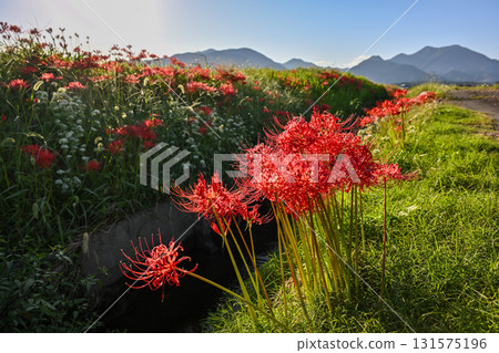 Cluster amaryllis, September, Mie Prefecture Cluster amaryllis, September, Mie Prefecture 131575196
