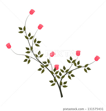 A young rose bush with blooming bright pink roses. Vector illustration on a white background. A young rose bush with blooming bright pink roses. Vector illustration on a white background. 131575431