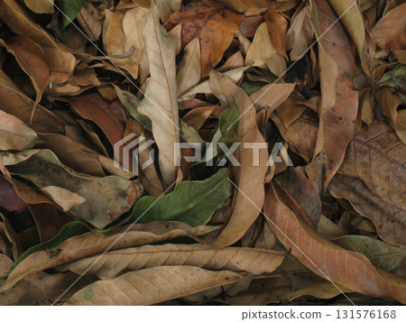 Dry fallen leaves scattered on forest floor creating textured autumn layer with muted brown and green tones, natural decay and seasonal mood Dry fallen leaves scattered on forest floor creating textured autumn layer with muted brown and green tones, natural decay and seasonal mood 131576168