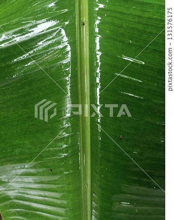 Lush green banana leaf with central vein and water droplets reflecting light, fresh tropical foliage showing texture and natural detail, vibrant botanical closeup 131576175
