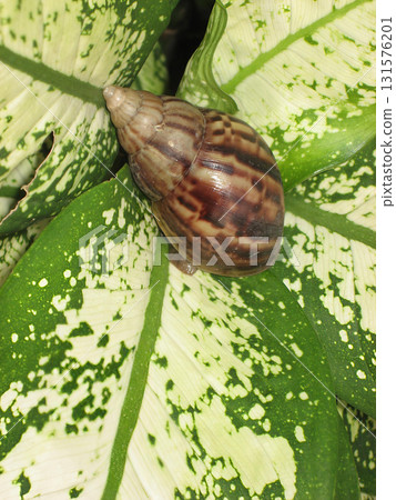 Striped brown snail on variegated green leaf with glossy shell and natural lighting conveying calm Striped brown snail on variegated green leaf with glossy shell and natural lighting conveying calm 131576201