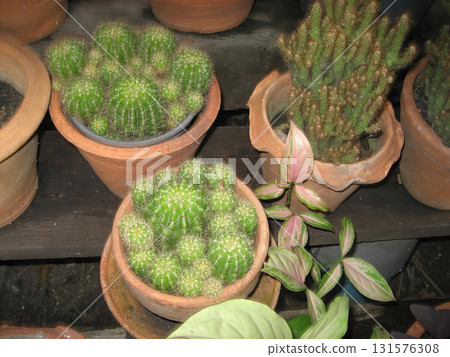 Potted cactus cluster, terracotta pot, indoor succulent arrangement, green spine texture, natural lighting, small houseplant Potted cactus cluster, terracotta pot, indoor succulent arrangement, green spine texture, natural lighting, small houseplant 131576308