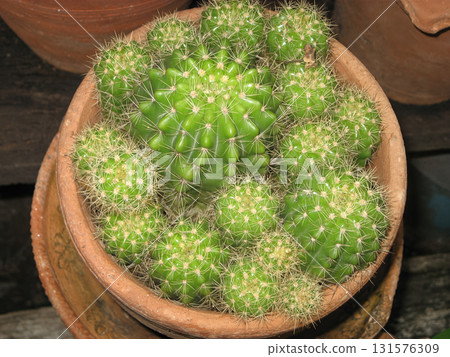 Small green cactus cluster in terracotta pot with spines and textured surface, warm earthy tones and closeup detail conveying quiet natural resilience Small green cactus cluster in terracotta pot with spines and textured surface, warm earthy tones and closeup detail conveying quiet natural resilience 131576309