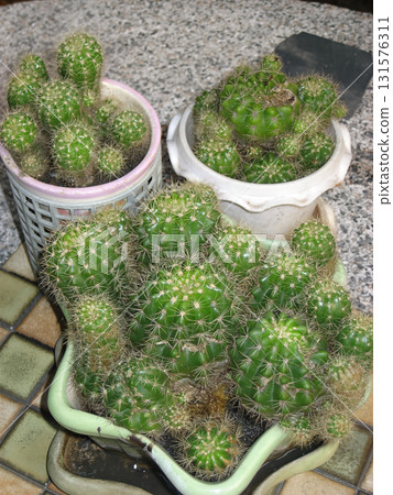 Green potted cactus cluster with spines and textured ceramic pots, indoor succulent arrangement radiating natural calm and rugged beauty Green potted cactus cluster with spines and textured ceramic pots, indoor succulent arrangement radiating natural calm and rugged beauty 131576311