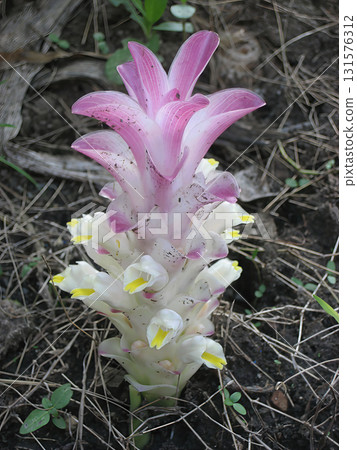 Exotic white and pink tropical flower with yellow center, lying on forest floor with soil and dry grass, delicate layered petals and organic texture conveying serene natural beauty 131576312