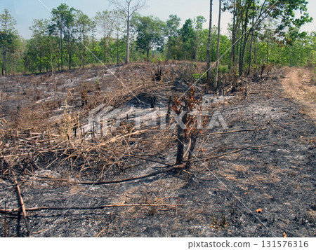 Burned dry forest clearing with charred vegetation and new green trees in background conveying stark postfire contrast and somber atmosphere 131576316