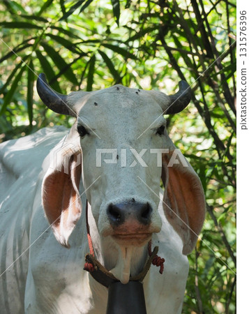 White cow with horns standing in shaded tropical foliage, close up of head with rope halter, calm expression and sunlight dappled on skin 131576396