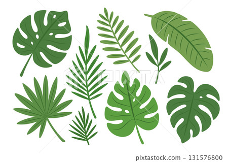 Tropical leaves set. Monstera, palm fronds, banana leaves, and exotic foliage for design and decoration 131576800