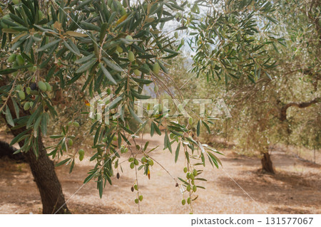 Cretan fields with olive trees during ripening in autumn before harvest. 131577067