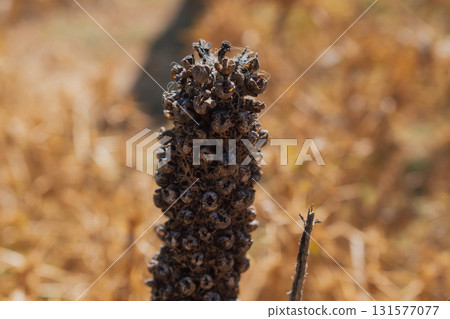 Dry flower in the mountain flora of Crete. Dry flower in the mountain flora of Crete. 131577077