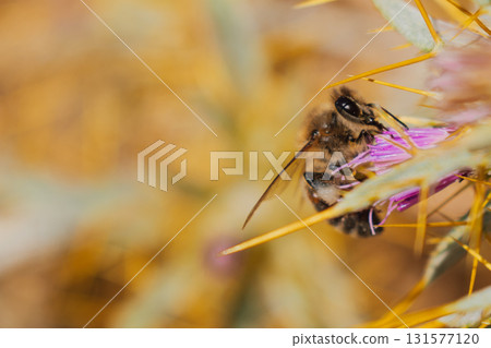 Bee on purple spiky flower collecting nectar in the mountains of Crete macro. 131577120