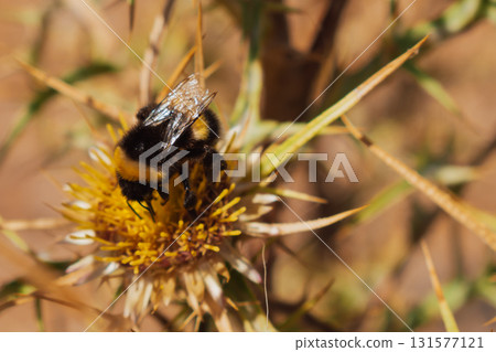 Bumblebee collecting nectar on yellow spiky flower in the mountains of Crete. 131577121