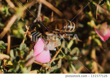 Bee collecting nectar on pink flower in the mountains of Crete. Bee collecting nectar on pink flower in the mountains of Crete. 131577126