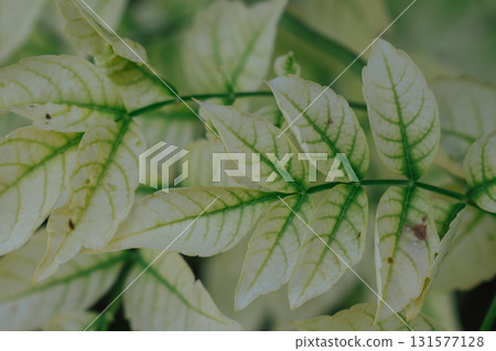White and green leaves of Campsis vine from the Bignoniaceae family natural plant background. 131577128