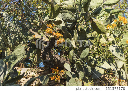 Vibrant yellow flowers bloom on a cactus in a lush desert setting, showcasing the beauty of nature under a clear blue sky. This scene captures the essence of spring Vibrant yellow flowers bloom on a cactus in a lush desert setting, showcasing the beauty of nature under a clear blue sky. This scene captures the essence of spring 131577178