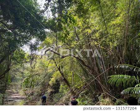 Deep Okinawa Forest: Explore Bamboo Forests and Subtropical Jungles Deep Okinawa Forest: Explore Bamboo Forests and Subtropical Jungles 131577204
