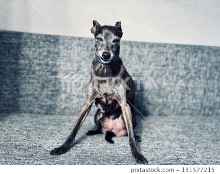 an elderly small Italian greyhound of gray color is sitting on the couch at home 131577215