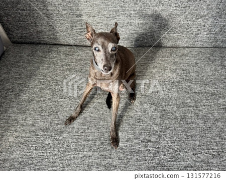 an elderly small Italian greyhound of gray color is sitting on the couch at home an elderly small Italian greyhound of gray color is sitting on the couch at home 131577216