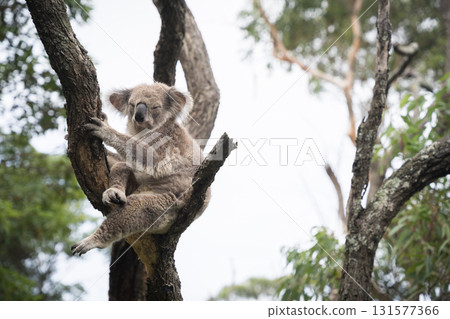 Koala bear holding on to the tree while sleeping, Sydney, Australia 131577366
