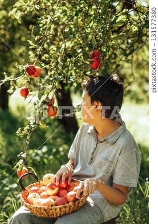 Child picking ripe apples from a tree in sunny orchard, holding a basket during harvest season, symbolizing organic farming, healthy lifestyle, natural food, countryside traditions, and autumn produce Child picking ripe apples from a tree in sunny orchard, holding a basket during harvest season, symbolizing organic farming, healthy lifestyle, natural food, countryside traditions, and autumn produce 131577380