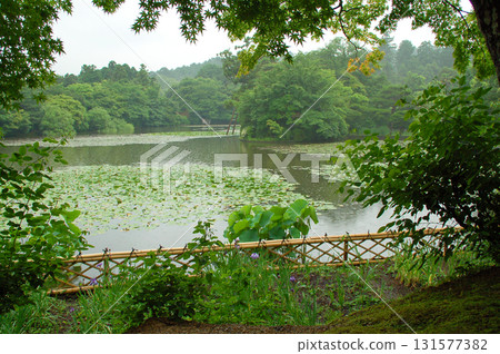 Kyoto Ryoanji Temple, strolling garden with pond, Kyoyo Pond, water lilies 131577382