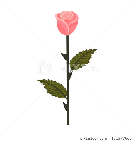 Delicate pink rose. Flower and bud on one stem. Vector illustration isolated on white background. 131577666