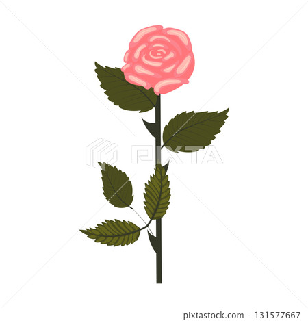 Delicate pink rose. Flower and bud on one stem. Vector illustration isolated on white background. 131577667