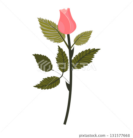 Delicate pink rose. Flower and bud on one stem. Vector illustration isolated on white background. Delicate pink rose. Flower and bud on one stem. Vector illustration isolated on white background. 131577668